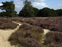 NL, Limburg, Roerdalen, Meinweg, Waalsberg 2, Saxifraga-Marijke Verhagen